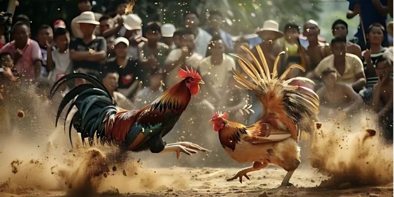 Tỷ lệ ăn thưởng đá gà được cập nhật liên tục 